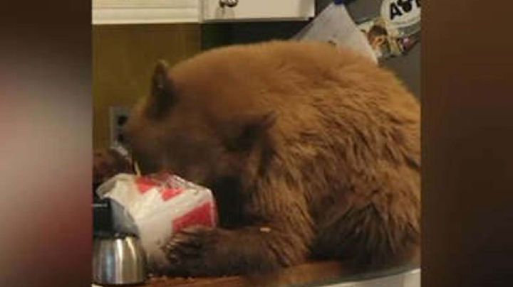 VIDEO: Hombre encuentra oso comiendo KFC en su casa