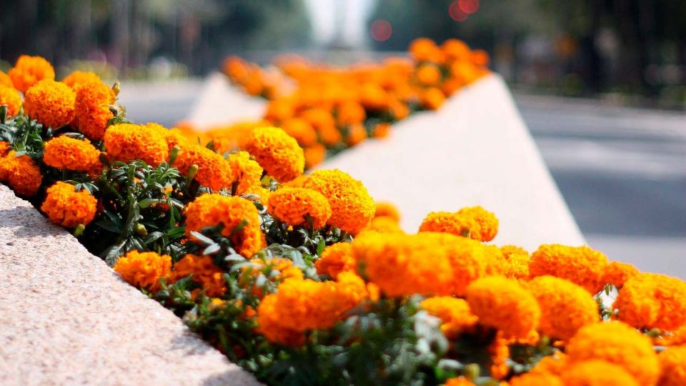 Esta bella flor de color naranja posee propiedades benéficas para el organismo