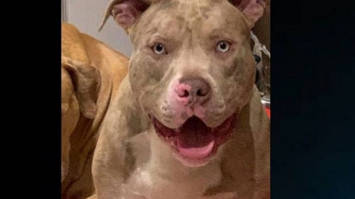 Pitbull mata a niño de 10 años; le tuvieron que dar 7 balazos