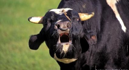 Detectan dos casos de enfermedad de las vacas locas en Brasil