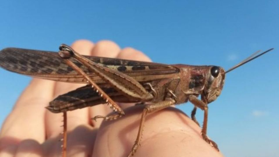 En el pasado se le consideró una plaga, ahora podría ser la clave para la hambruna en el mundo