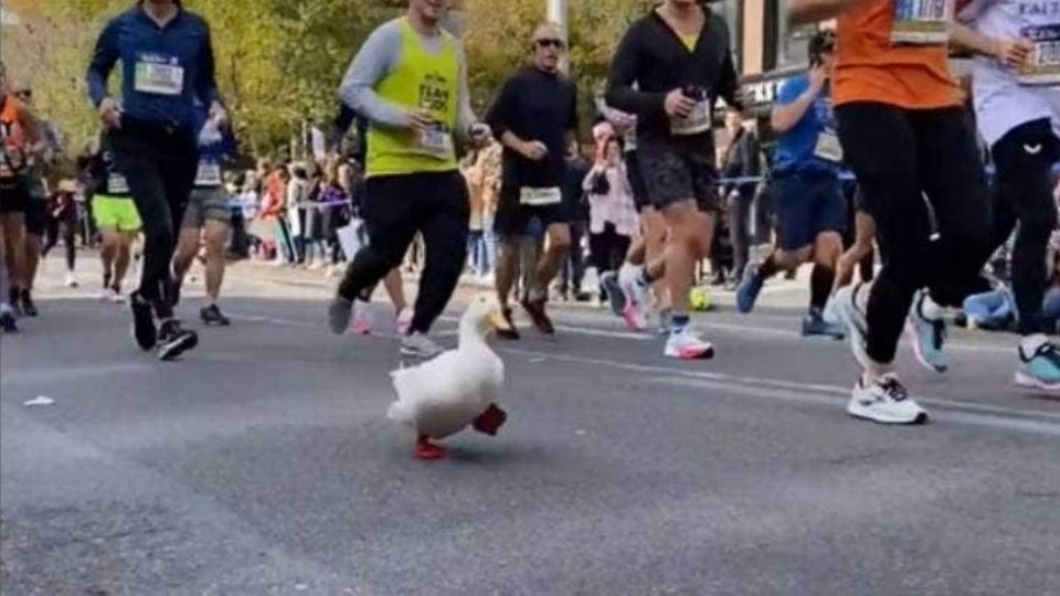 Participó en esta edición de la maratón de Nueva York, prometiendo volver el año siguiente