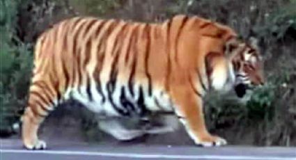 Video: Tigre de bengala deambula libre por carretera de Tapalpa