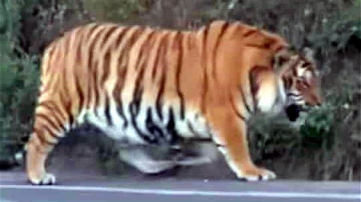 Video: Tigre de bengala deambula libre por carretera de Tapalpa