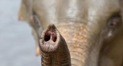 Muere elefante bebé mutilado con media trompa en Indonesia