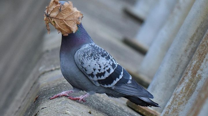 FOTOS: El concurso de las imágenes más cómicas de la Vida Silvestre 2021 ya tiene ganador