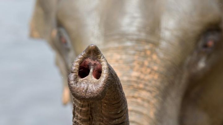 Muere elefante bebé mutilado con media trompa en Indonesia