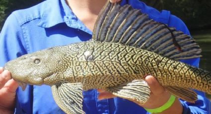 Residentes de San Antonio lanzan peces invasores al River Walk