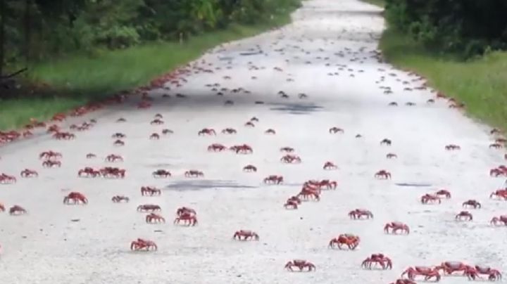 VIDEOS: Millones de cangrejos cubren carreteras y puentes en Australia