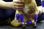 Perrita que perdió sus patas por maltrato animal vuelve a caminar gracias a 4 prótesis