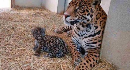 VIDEO: Nacen dos crías de jaguar en peligro de extinción en Edomex