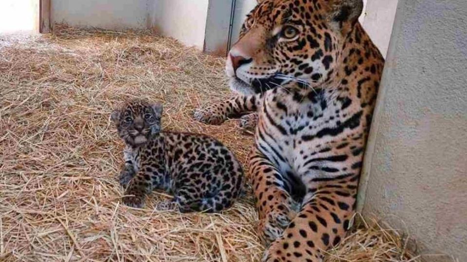 El Centro de Conservación de Especies “El Ocotal” en el Estado de México informó que nacieron dos cachorros de jaguar