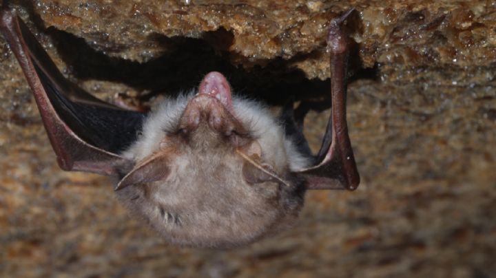 San Antonio, Texas: Murciélago muerde a niño y lo contagia de rabia
