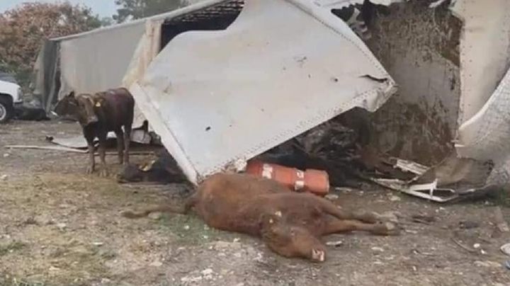 Se vuelca tráiler cargado de ganado en Allende