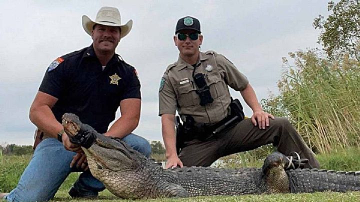 ¡De película! capturan a cocodrilo gigante... ¡En el drenaje de Jefferson, TEXAS!