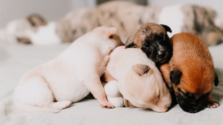 ¿Cómo cuidar a las mascotas del frío?