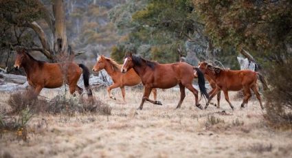 Sacrificarán 10 mil caballos salvajes en Australia