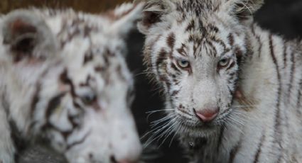 Belleza natural: Nacen tres tigres albinos en Nicaragua