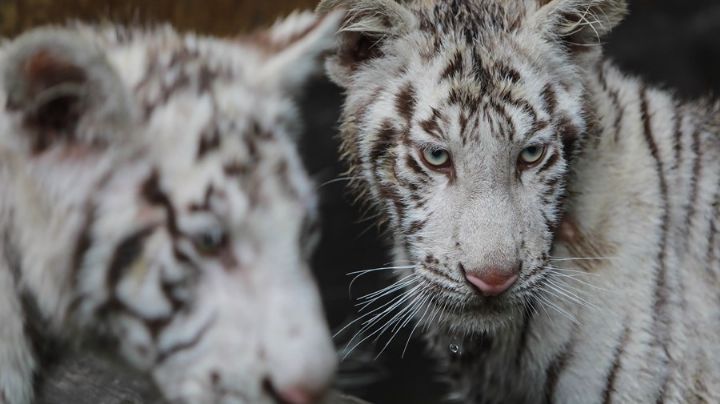 Belleza natural: Nacen tres tigres albinos en Nicaragua