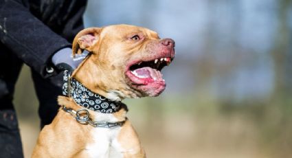 Pitbull ataca brutalmente a una bebé de un año, estuvo a punto de morir