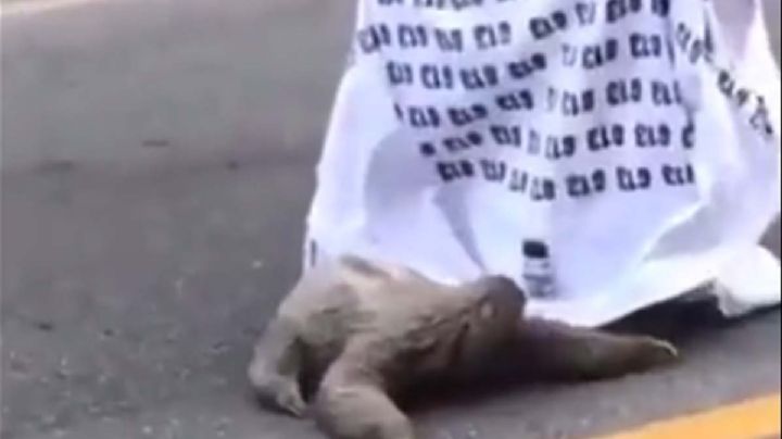 VIDEO VIRAL: Hombre ayuda a perezoso a cruzar carretera y el animalito le agradece