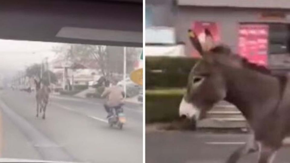 La fuga del burro se volvió en las redes sociales de China sobre todo en Weibo, donde los usuarios escribieron