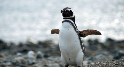 ¡Tragedia! Hombre mata a cientos de pingüinos y aplasta a 140 nidos con su excavadora