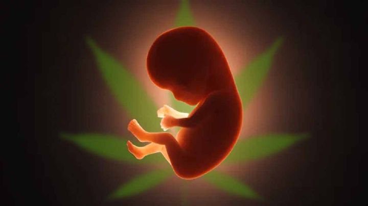 ¿Qué narco ha tenido más hijos?