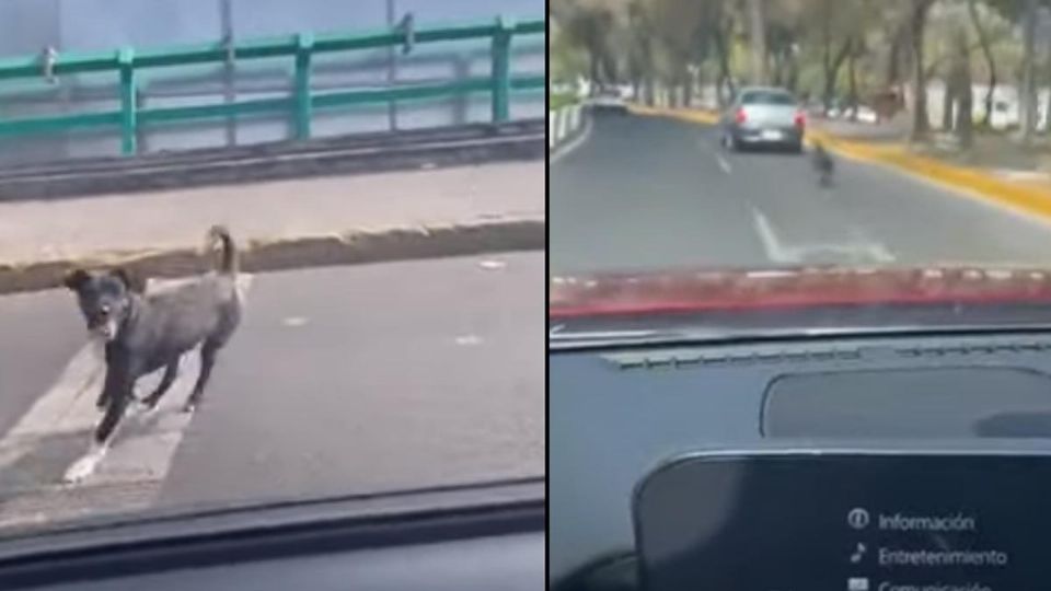 El dueño del material estuvo grabando los hechos desde el interior de su auto