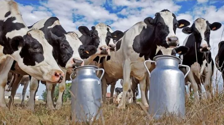 Granjero indio demanda a sus vacas ¡por no dar leche!