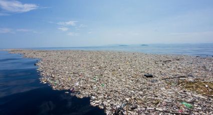 FOTOS: Plantas y animales comienzan a colonizar la "Isla de Plástico"