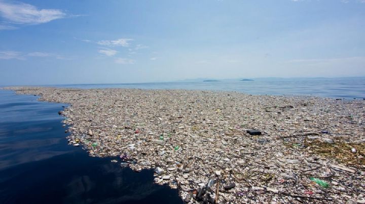 FOTOS: Plantas y animales comienzan a colonizar la "Isla de Plástico"