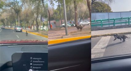 ¡Indignante! Video muestra como abandonan a perrito en calles de la CDMX