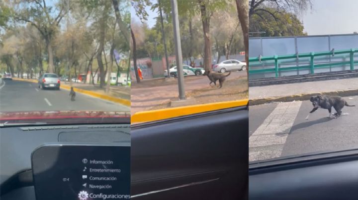 ¡Indignante! Video muestra como abandonan a perrito en calles de la CDMX