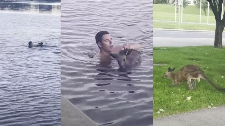 ¡Casi muere congelado! Hombre salva a canguro bebé de morir flotando en un lago.
