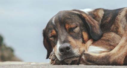 Alimentará a perros callejeros de Nuevo Laredo en Navidad; invitan a sumarse