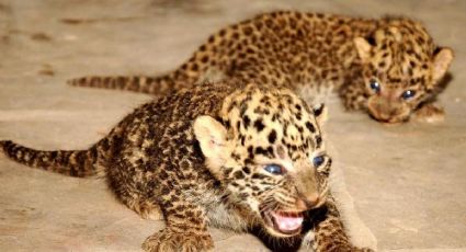 Granjero rescata gatitos del frío; resultan ser crías de leopardo