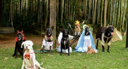 Pastorela de perritos se roba el corazón de los internautas