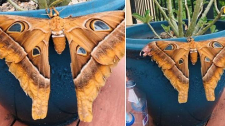 FOTO: En Australia mujer encuentra enorme polilla sobre una maceta en su balcón