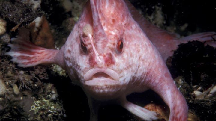 VIDEO: Captan a extraño pez rosado con manos, tras décadas desaparecido