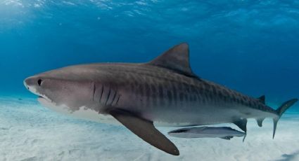 Tiburón muerde a joven en el brazo; necesita cirugía reconstructiva