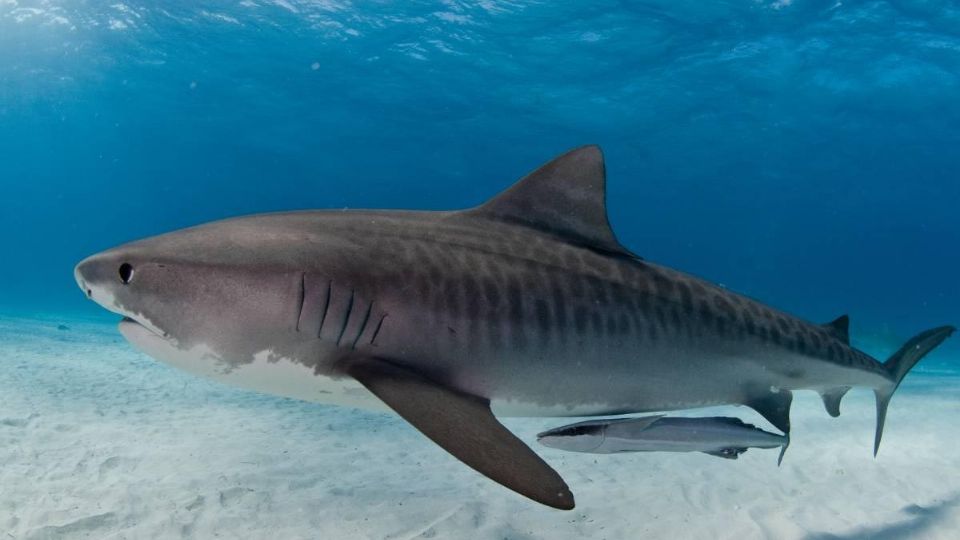 El tiburón atacó al joven, David Rodríguez Cortéz, cuando salió a bucear a Mahahual, Quintana Roo