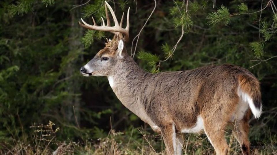 UNo de cada tres podría estar infectado de covid-19