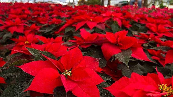 Cómo hacer que tu Flor de Nochebuena dure todo el año