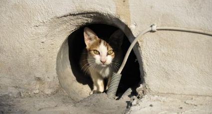 Hombre corta con su novia por abandonar a su gato en la calle