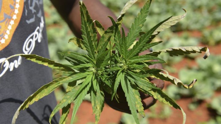 Jamaica lanza campaña para promover uso de la Cannabis en su territorio