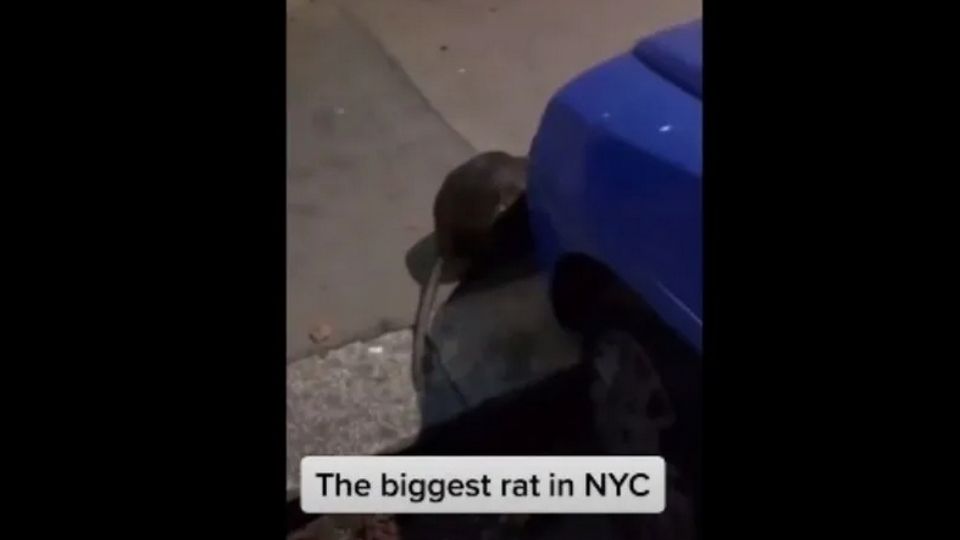 Una rata de gran tamaño fue captada en calles de Nueva York.