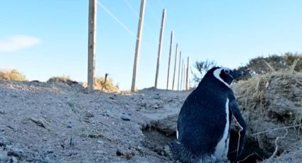 VIDEO: Asesinan cientos de pingüinos para construir un camino rural en Argentina