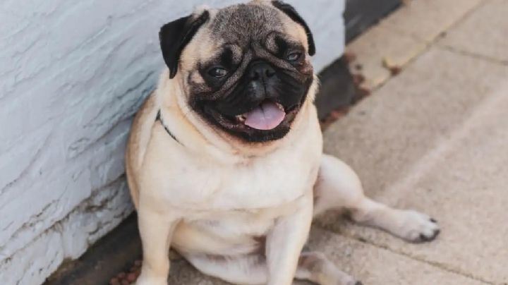 Muere perrito tras viajar 5 horas en maletero de un autobús