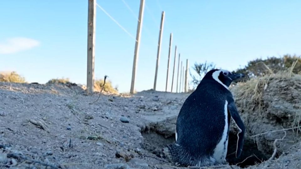 La provincia de Chubut denunció al propietario de un campo por la matanza de cientos de pingüinos Magallanes